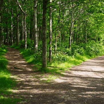 Fork in the Road